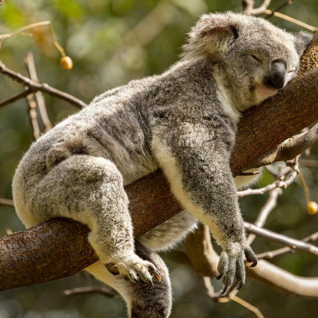 Koala qui dort en étant totalement allongé sur une branche avec les pattes complètement détendues de chaque coté
