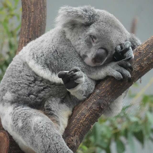 Koala qui dort assis sur une branche courbé en ayant les pattes coisées.