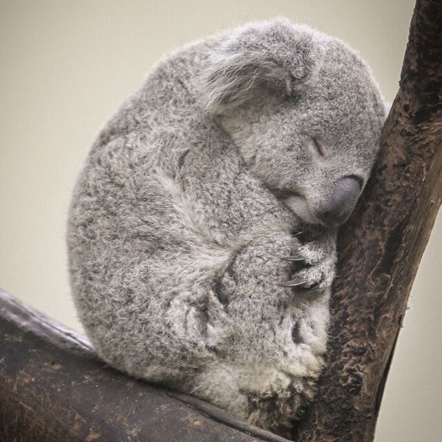 Très jeune koala qui dort comme un bébé en étant assis sur une branche et posé contre une autre.