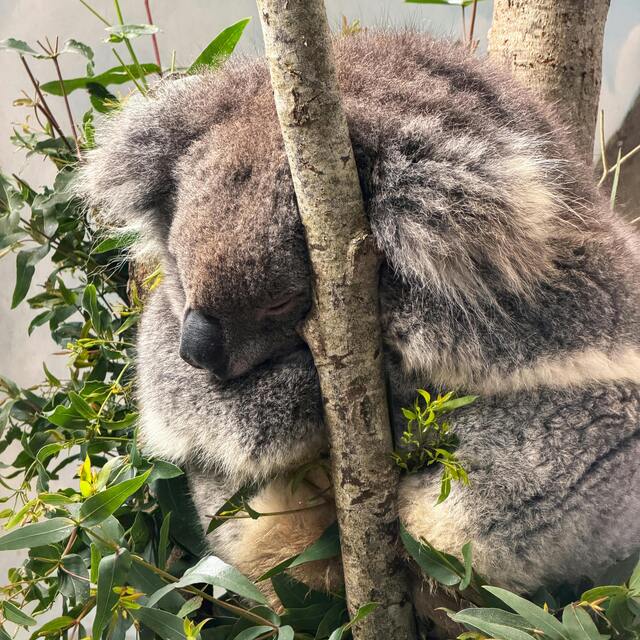 Koala qui dort paisiblement en étant assis entre deux branches d'abres.
