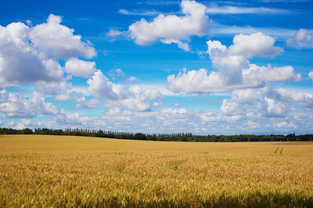Magnifique paysage d'un champs de blé doré avec une foret en fond, ainsi que de beaux nuages blancs et un ciel bleu