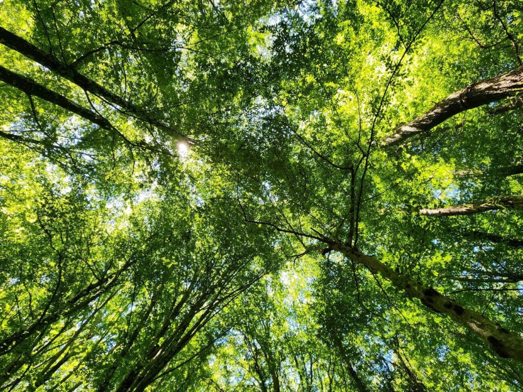 Magnifique forêt verte